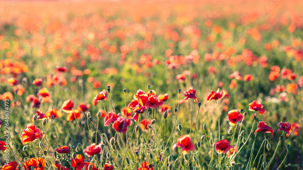 Red poppies on a green field. Soft focus, shallow DOF.