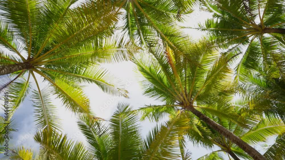 Coconut tree bottom view POV camera walk under sun. Sunlight through palm trees beach summer island. Coconut tree bottom view POV camera walk under sun. Sunlight through palm trees beach summer island.