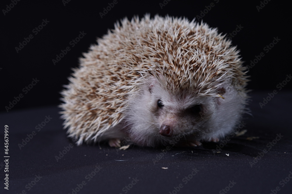 Obraz premium hedgehog on the black stage