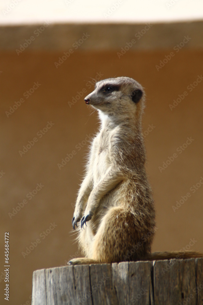 Fototapeta premium Suricata