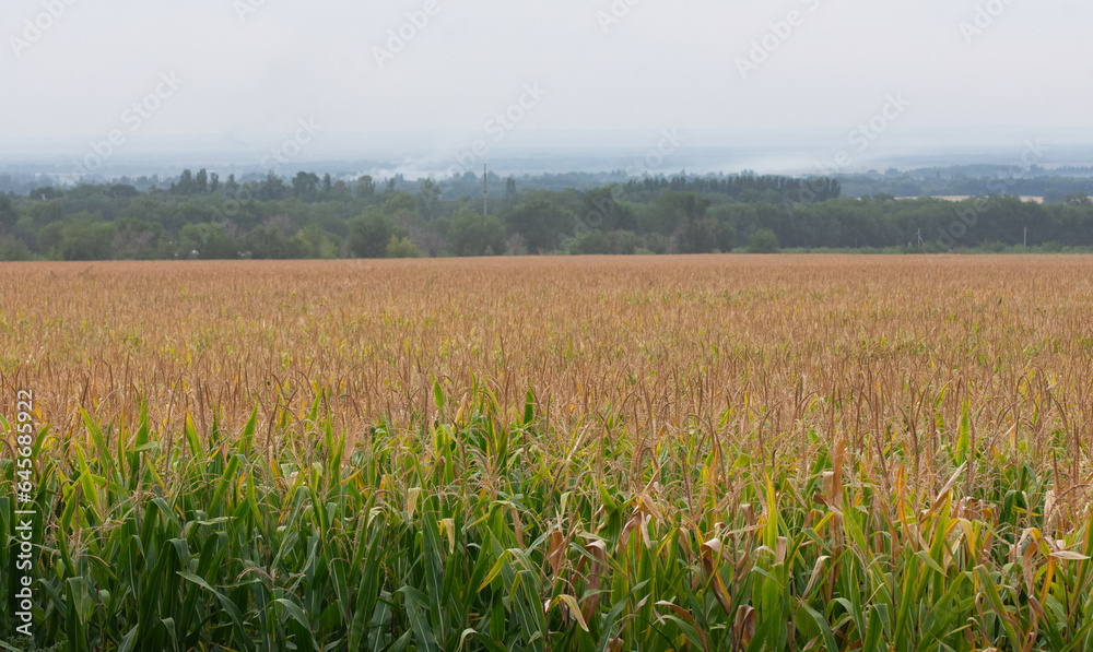 corn field, harvest, skyline corn field, harvest, skyline