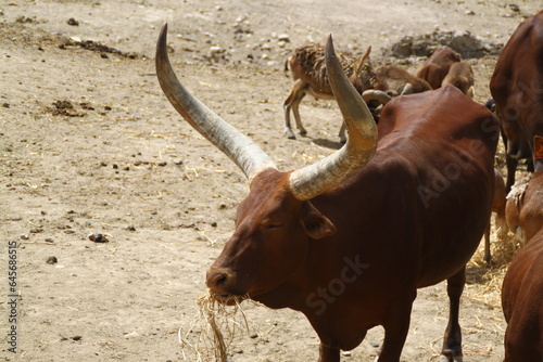 Watusi