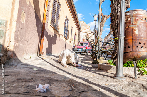 Cane di strada mentre mangia carne cruda in un angolo di paese calabrese © fulviodegregorio