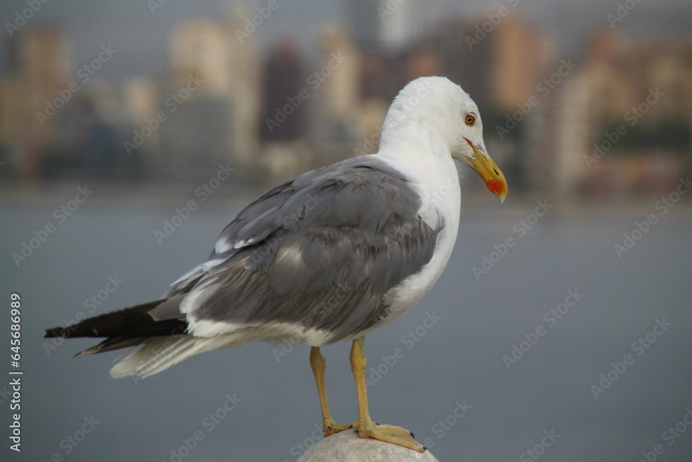 Gaviota Gaviota