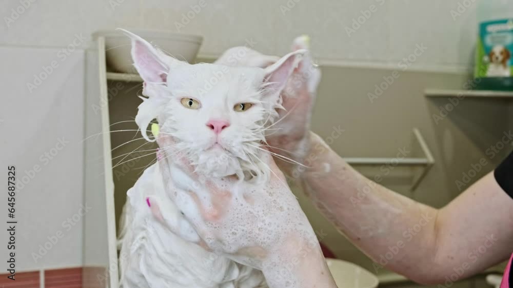 A woman's hand applies shampoo, conditioner to the head of a Maine Coon cat and gently massages