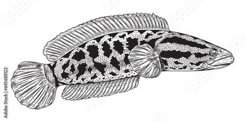 Black white Snakehead fish channa. Image for logo, sticker or shirt design, illustration vector cartoon EPS10.