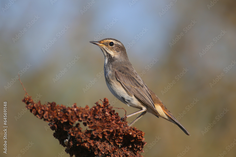Fototapeta premium Migrating bluethroat (Luscinia svecica) in winter plumage photographed in morning light close up