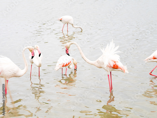 Flamants rose camargue