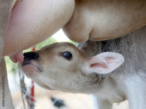 baby calf eating