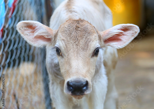close up of a calf
