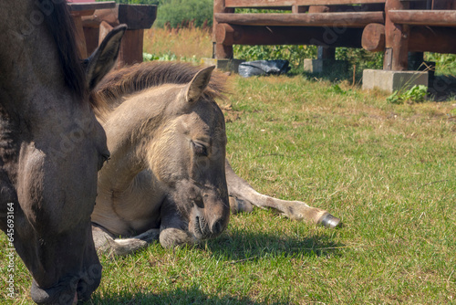 Młody koń - źrebak rasy " Konik Polski" ( dzielne i wytrzymałe konie potomkowie dzikich koni tarpanów) , leżący na trawiastej łące.