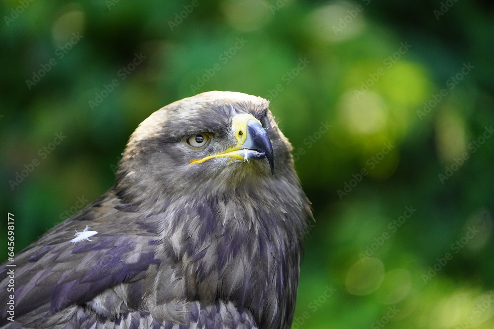 The golden eagle (Aquila chrysaetos) is a bird of prey living in the Northern Hemisphere. The golden eagle (Aquila chrysaetos) is a bird of prey living in the Northern Hemisphere.