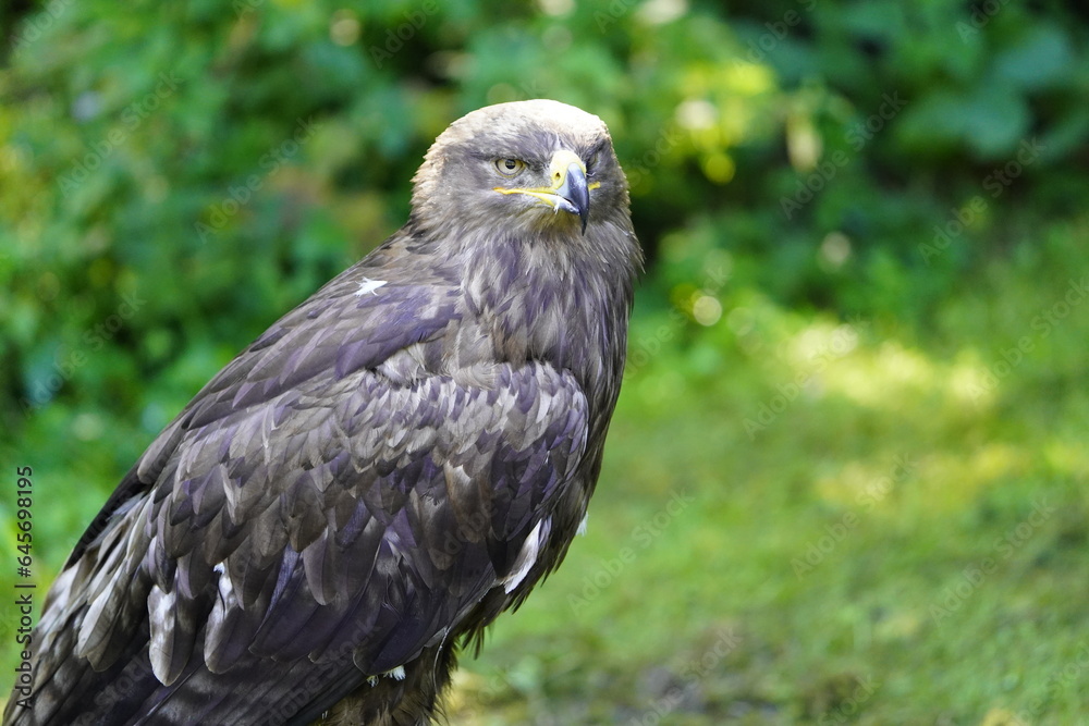 The golden eagle (Aquila chrysaetos) is a bird of prey living in the Northern Hemisphere. The golden eagle (Aquila chrysaetos) is a bird of prey living in the Northern Hemisphere.