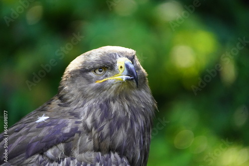 The golden eagle  Aquila chrysaetos  is a bird of prey living in the Northern Hemisphere.