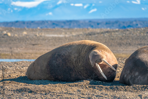 Closeup of a walrus (Odobenus rosmarus) colony on the shores of Isfjorden, Svalvard, Norway.