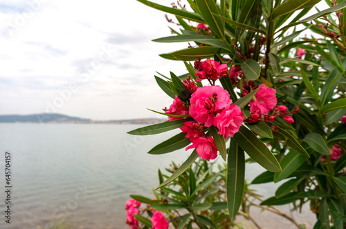 Oleander flowers by the sea, cloudy weather.