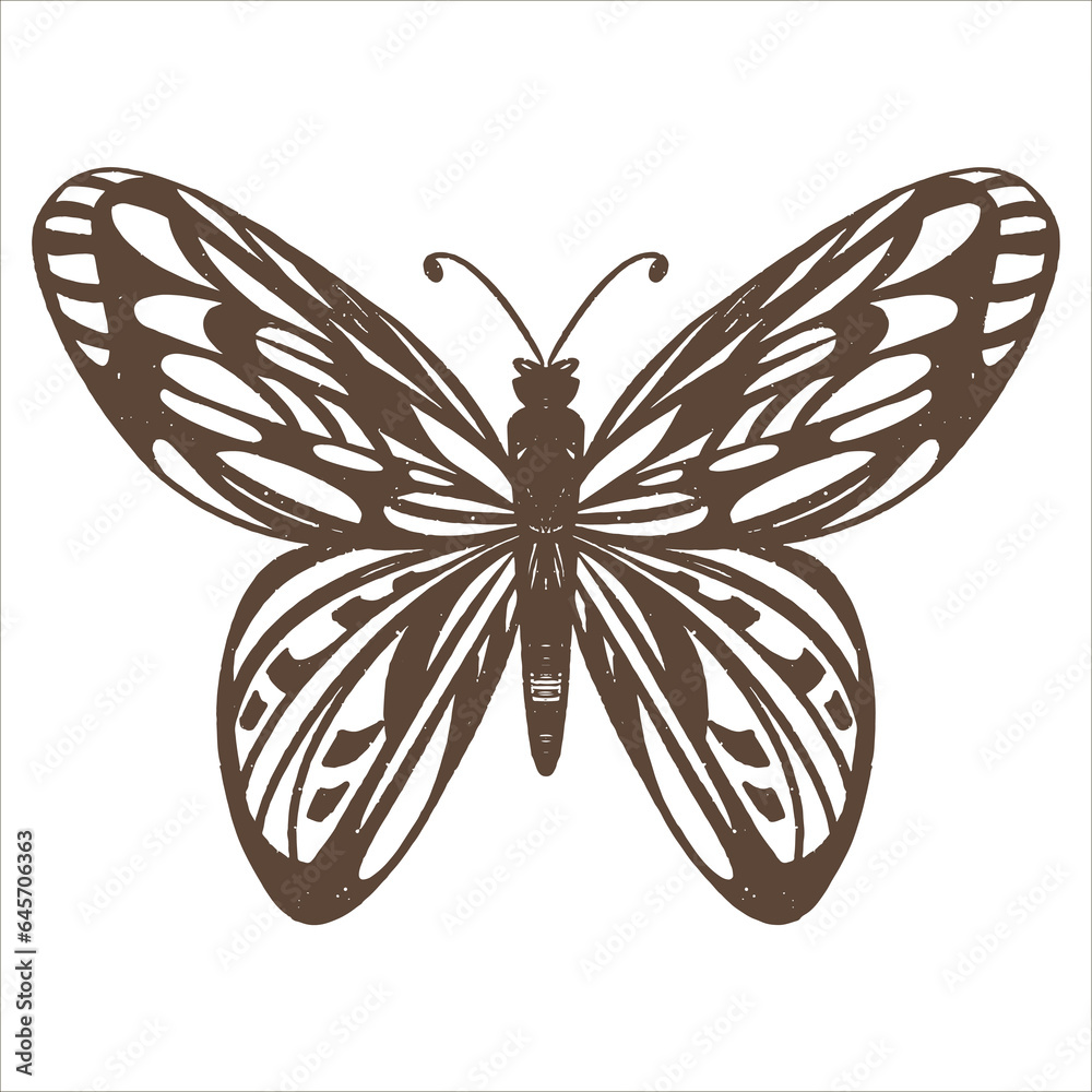 vector illustration butterfly drawing stylization vector illustration butterfly drawing stylization