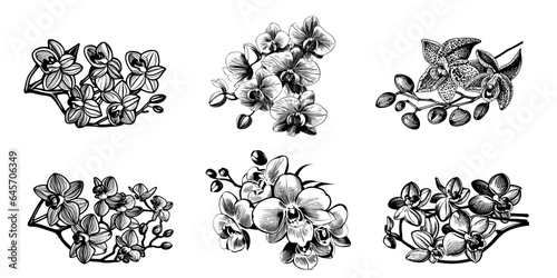 Orchid flowers, asian ornament for stencil. Black outline on a transparent background with isolated elements. Vector set.