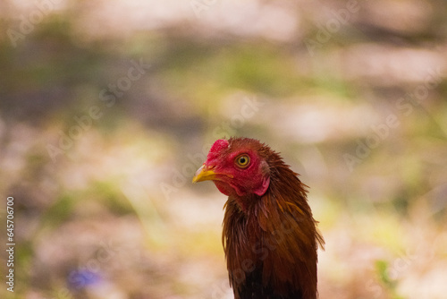 head of a beautiful young rooster