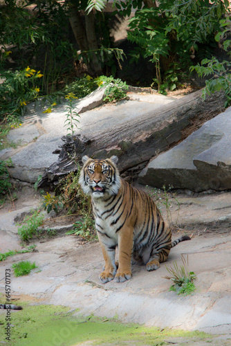 sitting Tiger