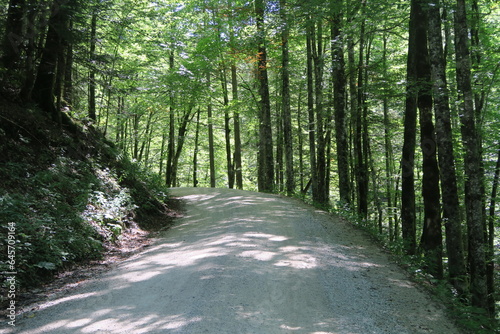 Breiter Forstweg auf dem Berg Jenner in Schönau am Königssee im Hochsommer