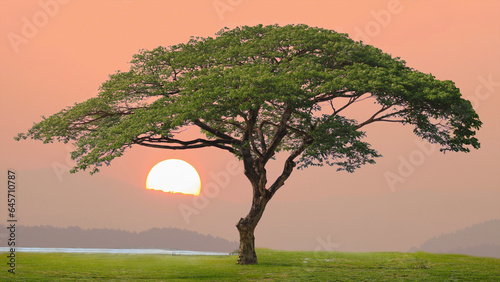 big tree with big sun at countryside