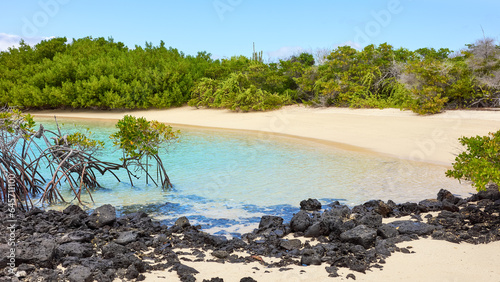 Beach with mangroves on a beautiful uninhabited island, selective focus, Galapagos Islands, Ecuador.