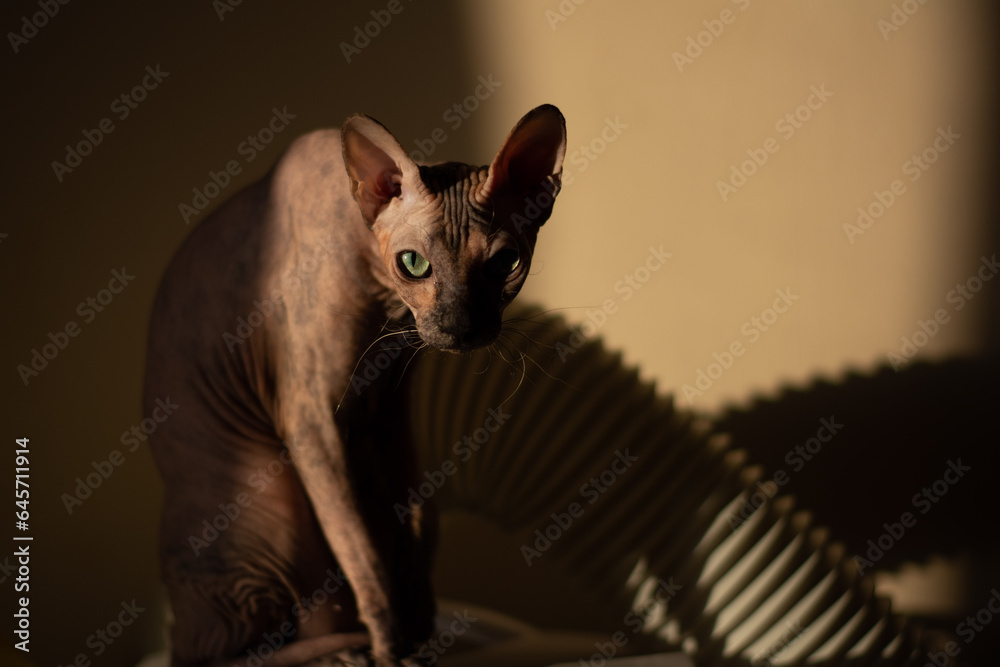 Sphynx cat sitting against the wall