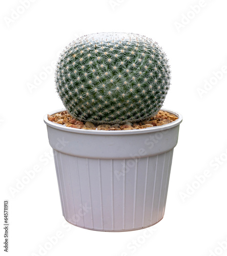 Mammillaria Perbella owl eye miniature cactus houseplant in pot isolated on white background for small garden and the drought tolerant plant photo