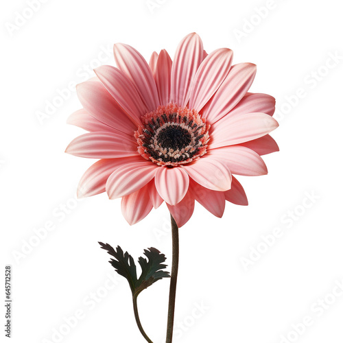 Pink flower with stripes blooming transparent background photo