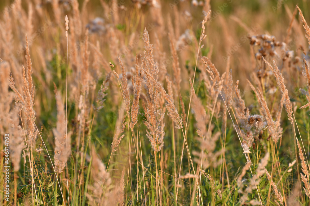 Calamagrostis epigejos - perennial steppe cereal plant in autumn