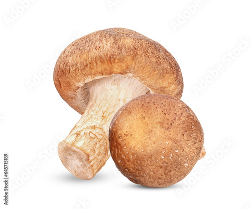 Fresh Shiitake mushroom isolated on white background