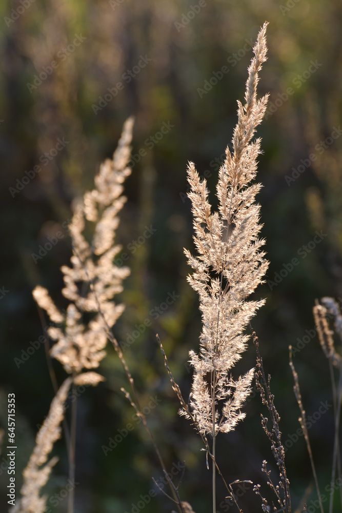 Calamagrostis epigejos - perennial steppe cereal plant in autumn Calamagrostis epigejos - perennial steppe cereal plant in autumn
