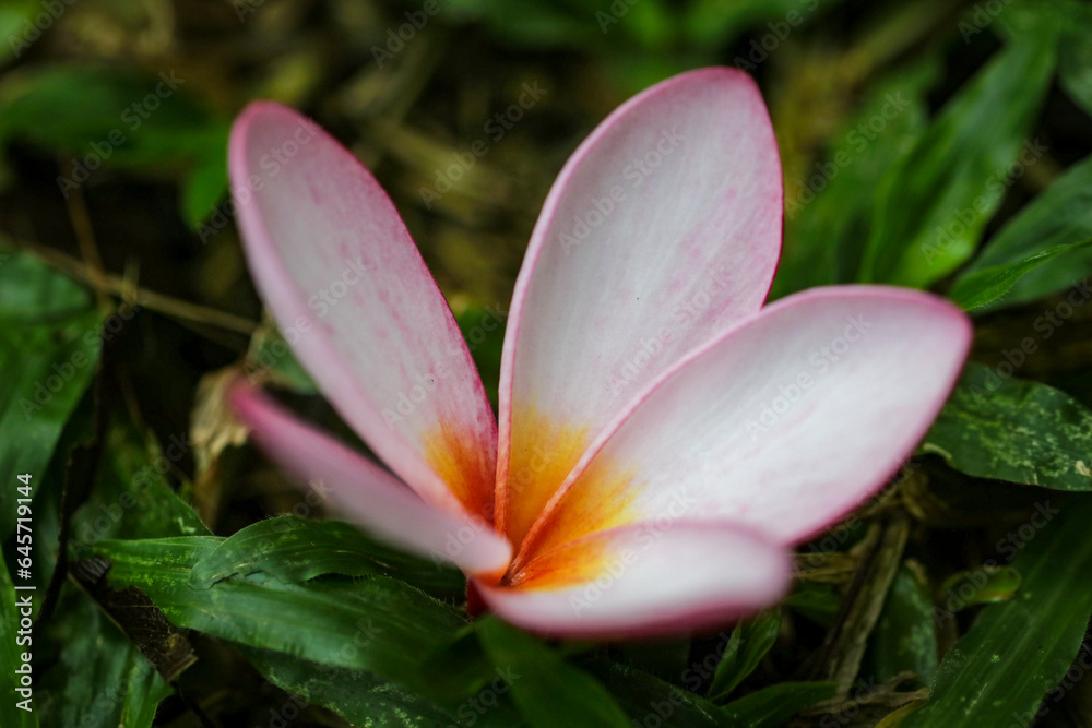 Pink frangipani flower on the ground in the garden