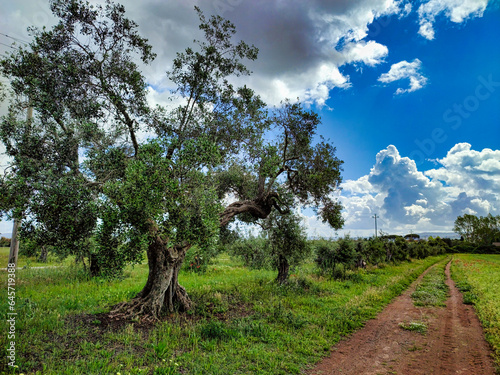 Field of olive trees in late spring in the Tuscan countryside Castagneto Carducci Tuscany Italy