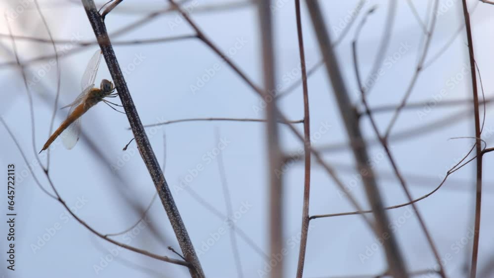 A dragonfly with an orange tail rests on a stick. Pan shot. A dragonfly with an orange tail rests on a stick. Pan shot.