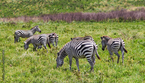 Zebras on the African plains