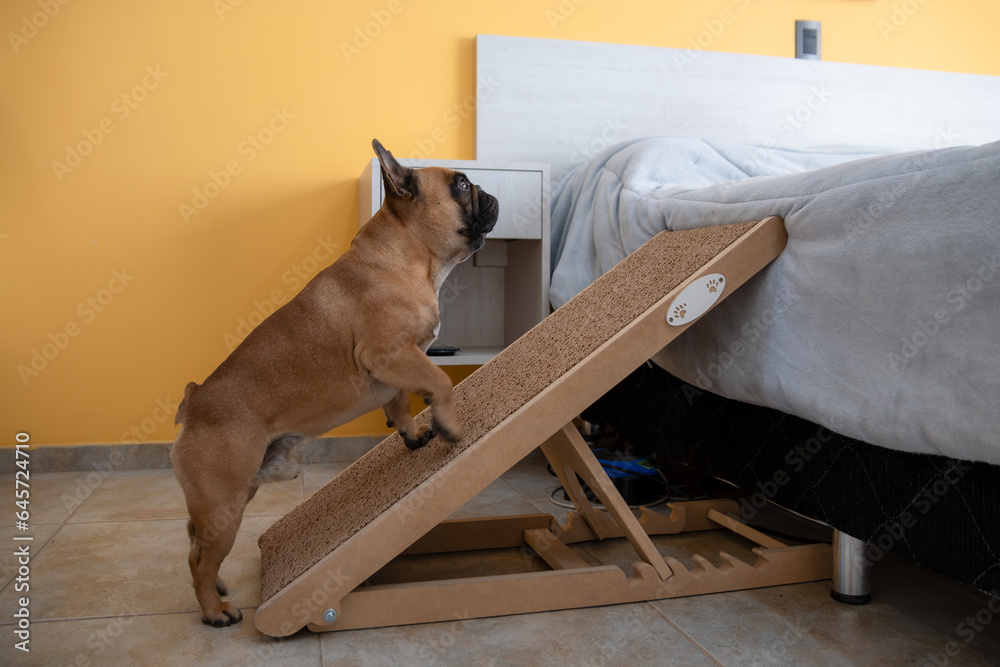 French bulldog climbing the ramp to the bed. Safe for back health in a small dog. Stock Photo