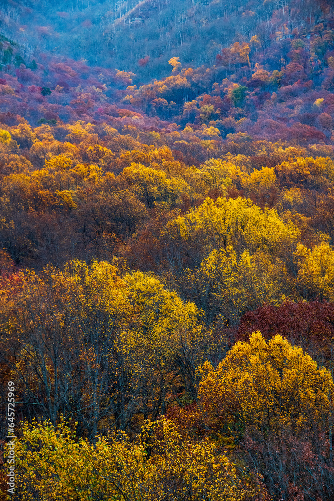 Autumn Leaves of Gold in Smoky Mountain National Park