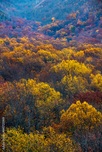 Autumn Leaves of Gold in Smoky Mountain National Park