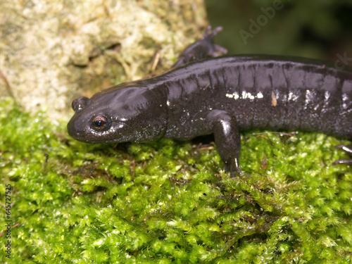 Closeup on the rare Chinese Yiwu salamander, Hynobius yiwuensis, endemic to Zhejiang, China on green moss
