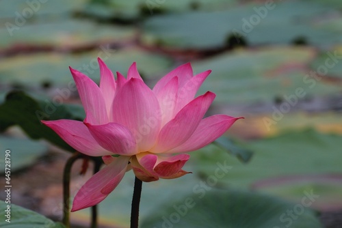 pink lotus flower   