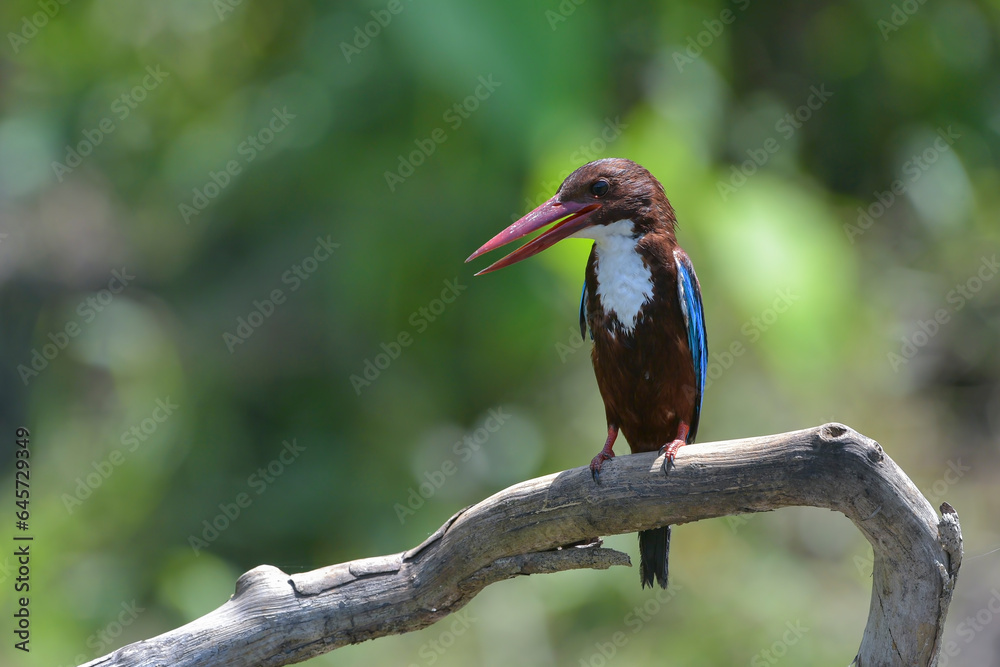 Close up photo of a white throated kingfisher (Halcyon smyrnensis) Close up photo of a white throated kingfisher (Halcyon smyrnensis)