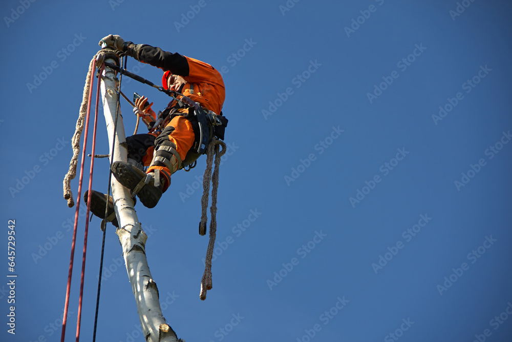 Tree surgeon. Working with a chainsaw. Sawing wood with a chainsaw. Tree surgeon. Working with a chainsaw. Sawing wood with a chainsaw.