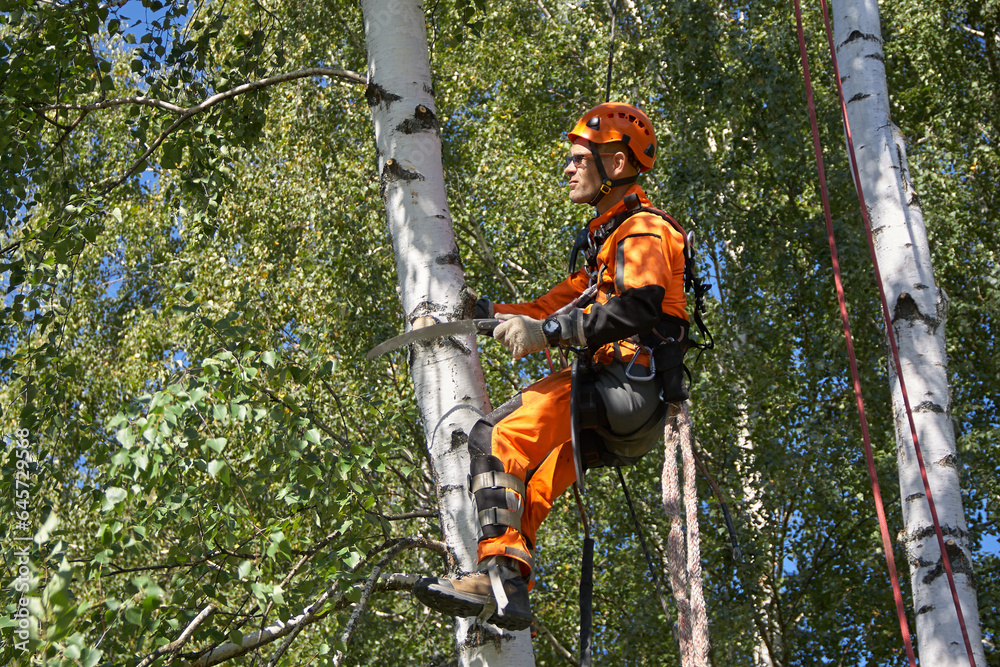 Tree Surgeon. Tree removal, Birch removal. Tree Surgeon. Tree removal, Birch removal.