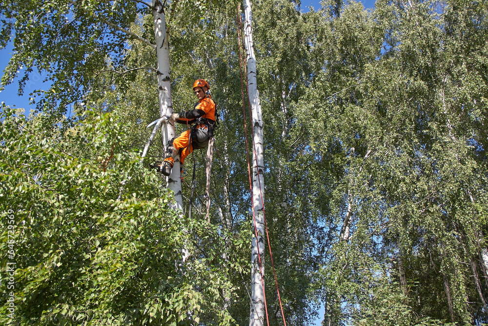 Fototapeta premium Tree Surgeon. Tree removal, Birch removal.