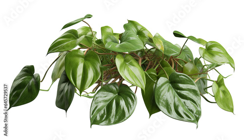 Philodendron scandens, Heartleaf philodendron for easy indoor gardening, 3d render, transparent background, png cutout photo