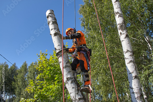 Tree Surgeon. Tree removal, Birch removal.