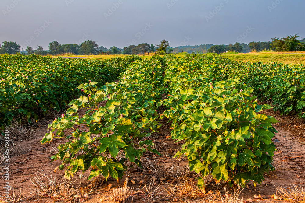 Rows of Cotton Plants Beginning to Mature