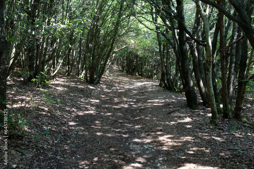 Fototapeta premium Path